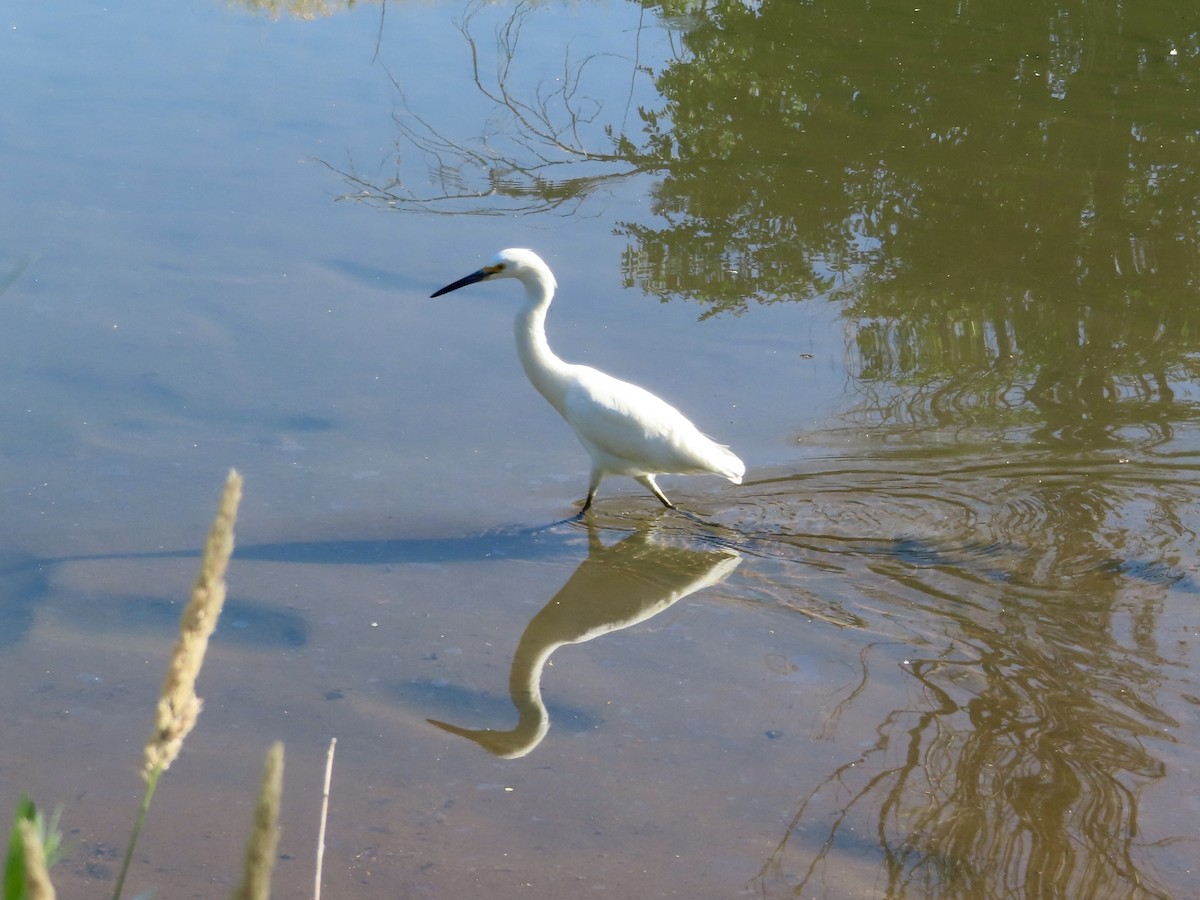 Snowy Egret - ML638386559