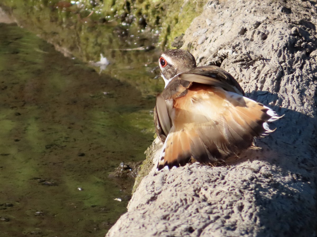 Killdeer - ML638386561