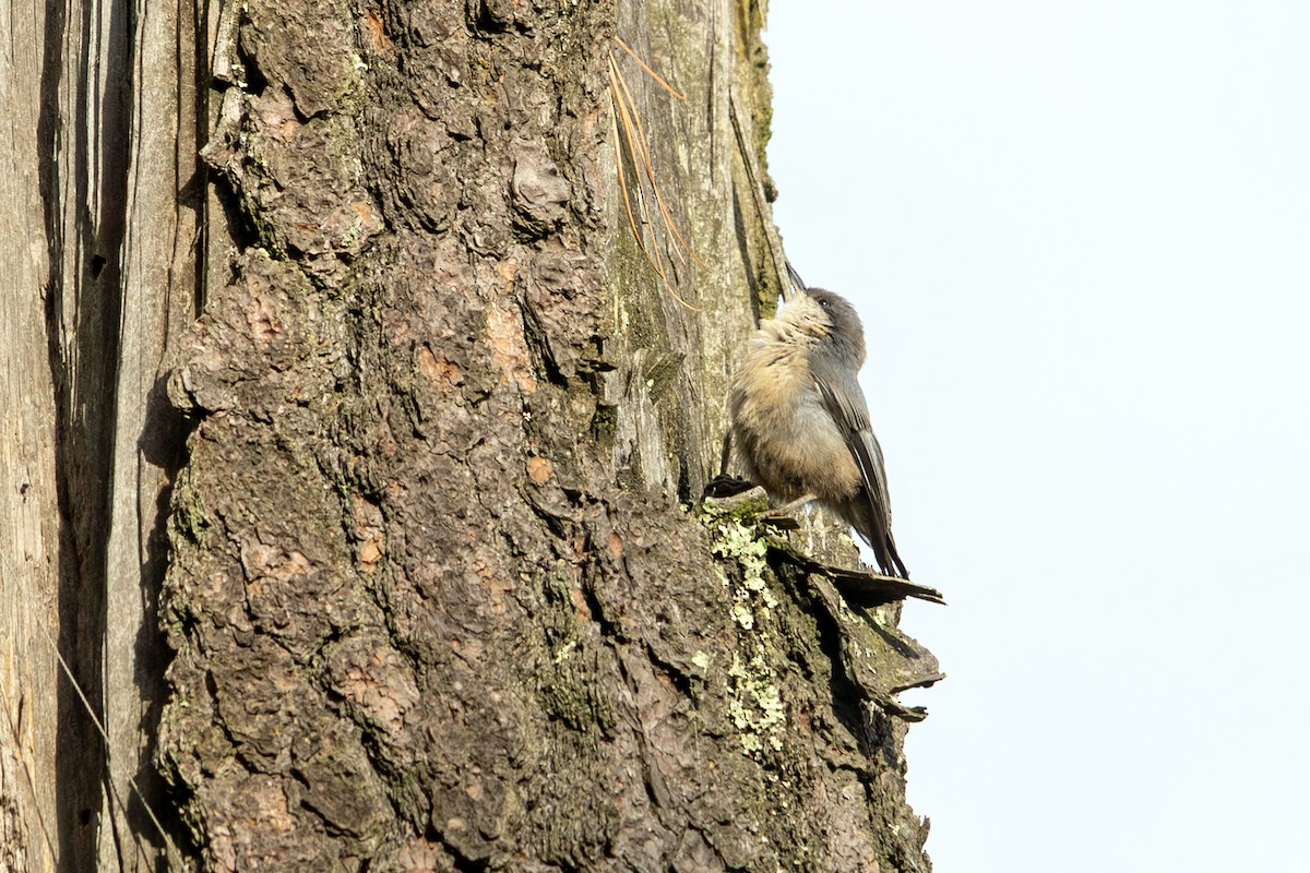 Pygmy Nuthatch - ML638386562