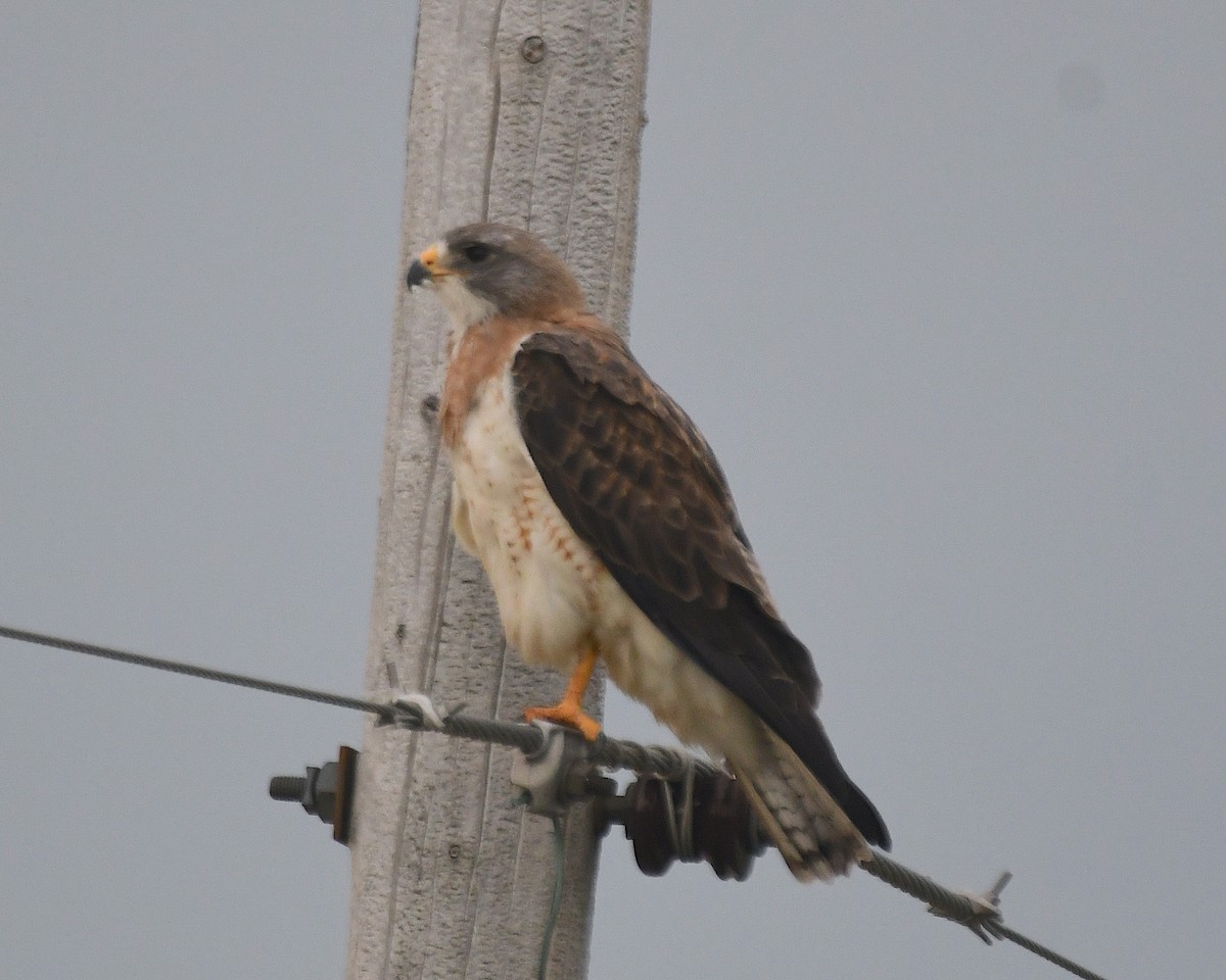 Swainson's Hawk - ML638386564
