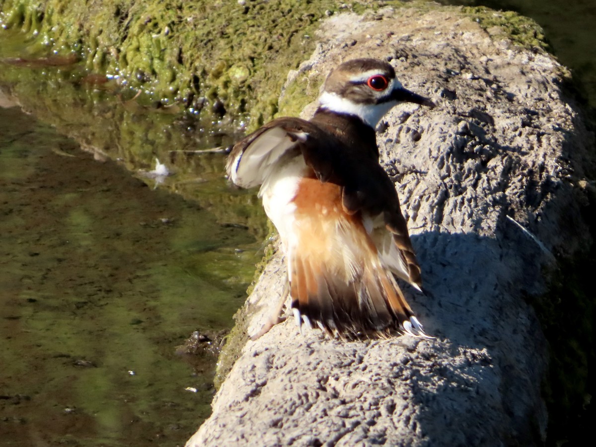 Killdeer - ML638386567