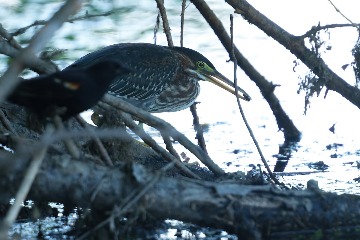 Green Heron - ML638386568