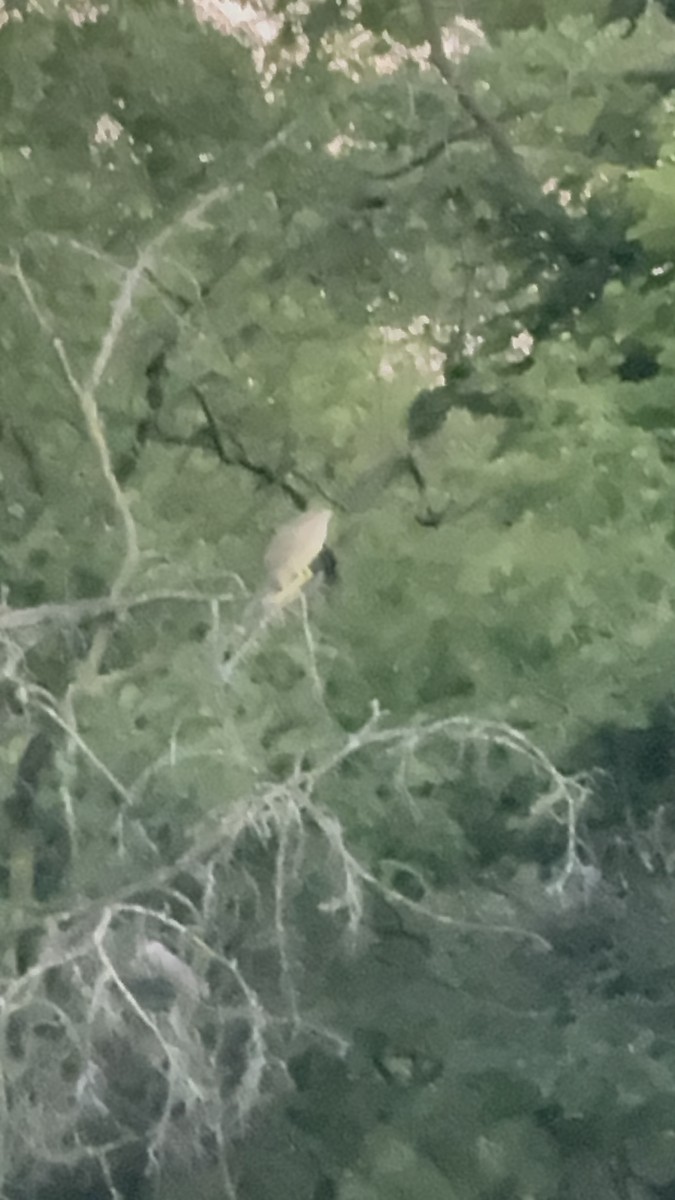 Black-crowned Night Heron - ML638386569