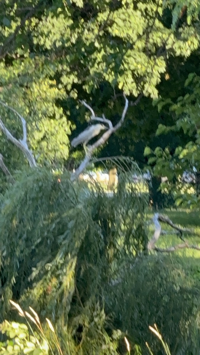 Black-crowned Night Heron - ML638386570