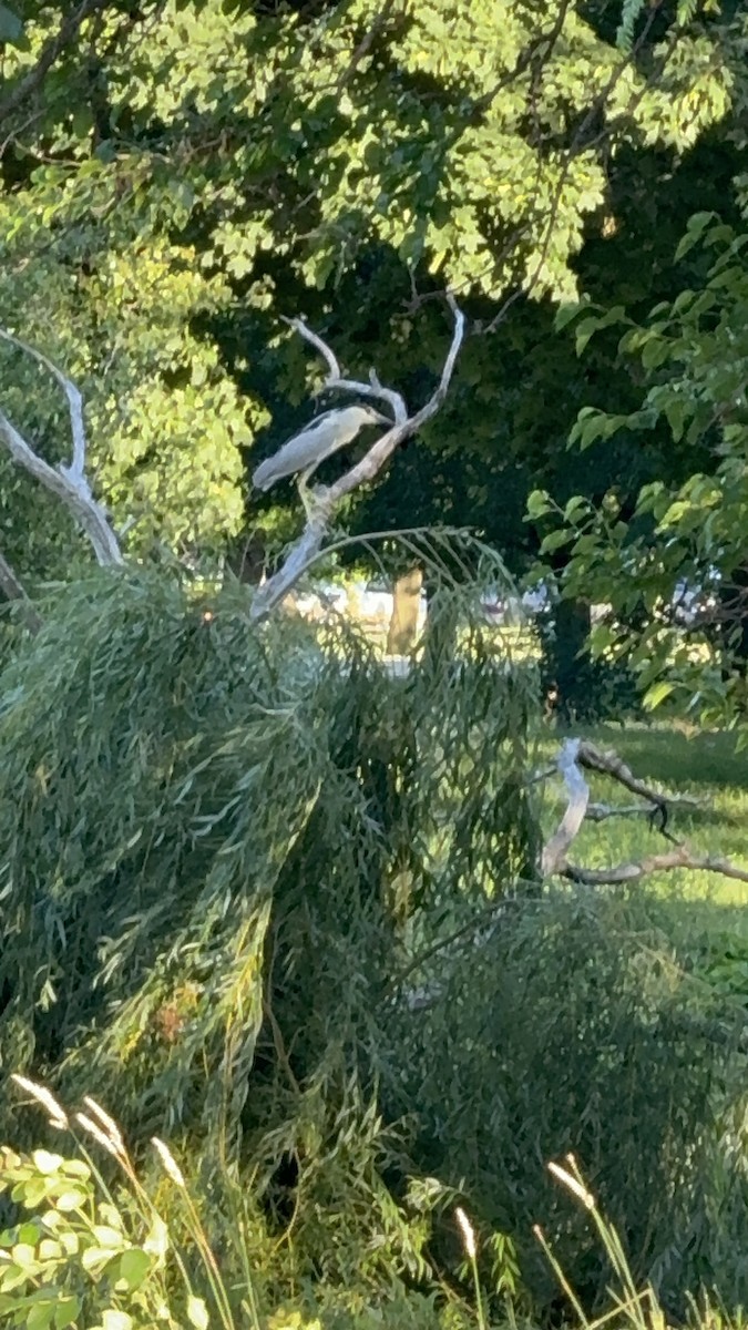 Black-crowned Night Heron - ML638386571