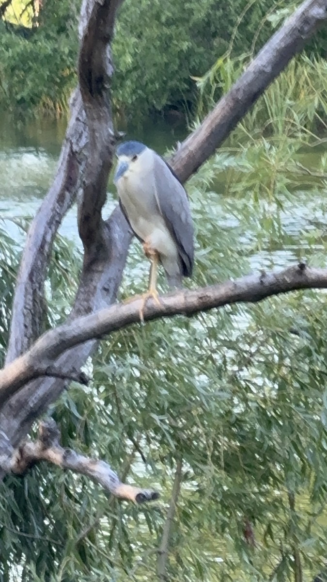 Black-crowned Night Heron - ML638386572