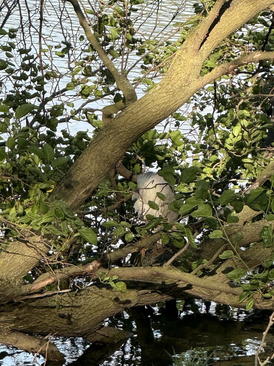 Black-crowned Night Heron - ML638386575