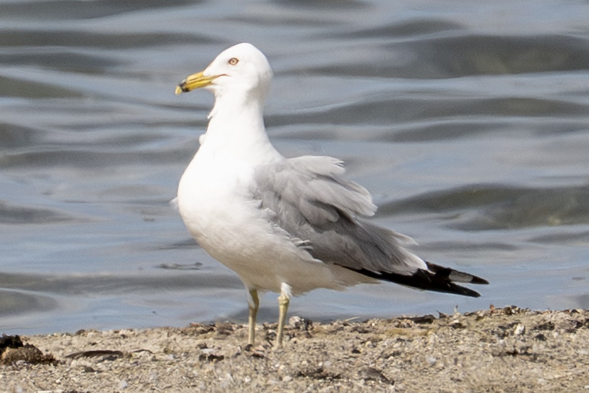 Ring-billed Gull - ML638386576