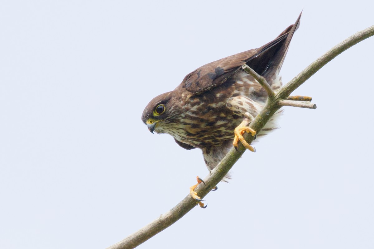 Merlin - ML638386577