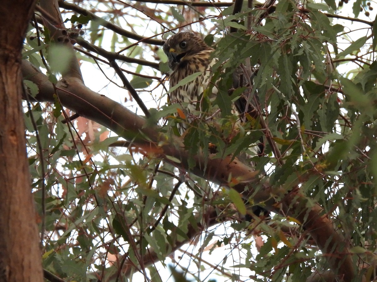 Cooper's Hawk - ML638386580
