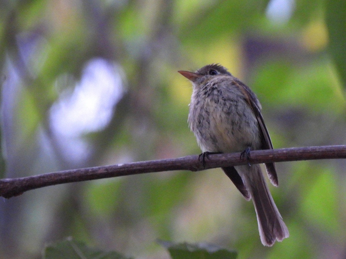 Western Flycatcher (Pacific-slope) - ML638386582