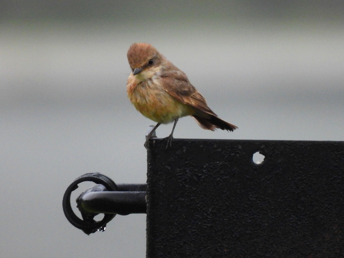 Vermilion Flycatcher - ML638386584