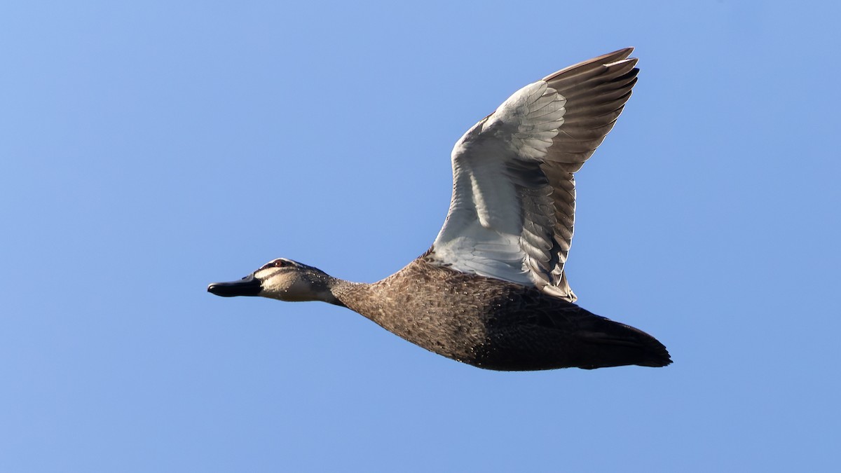 Pacific Black Duck - ML638386604