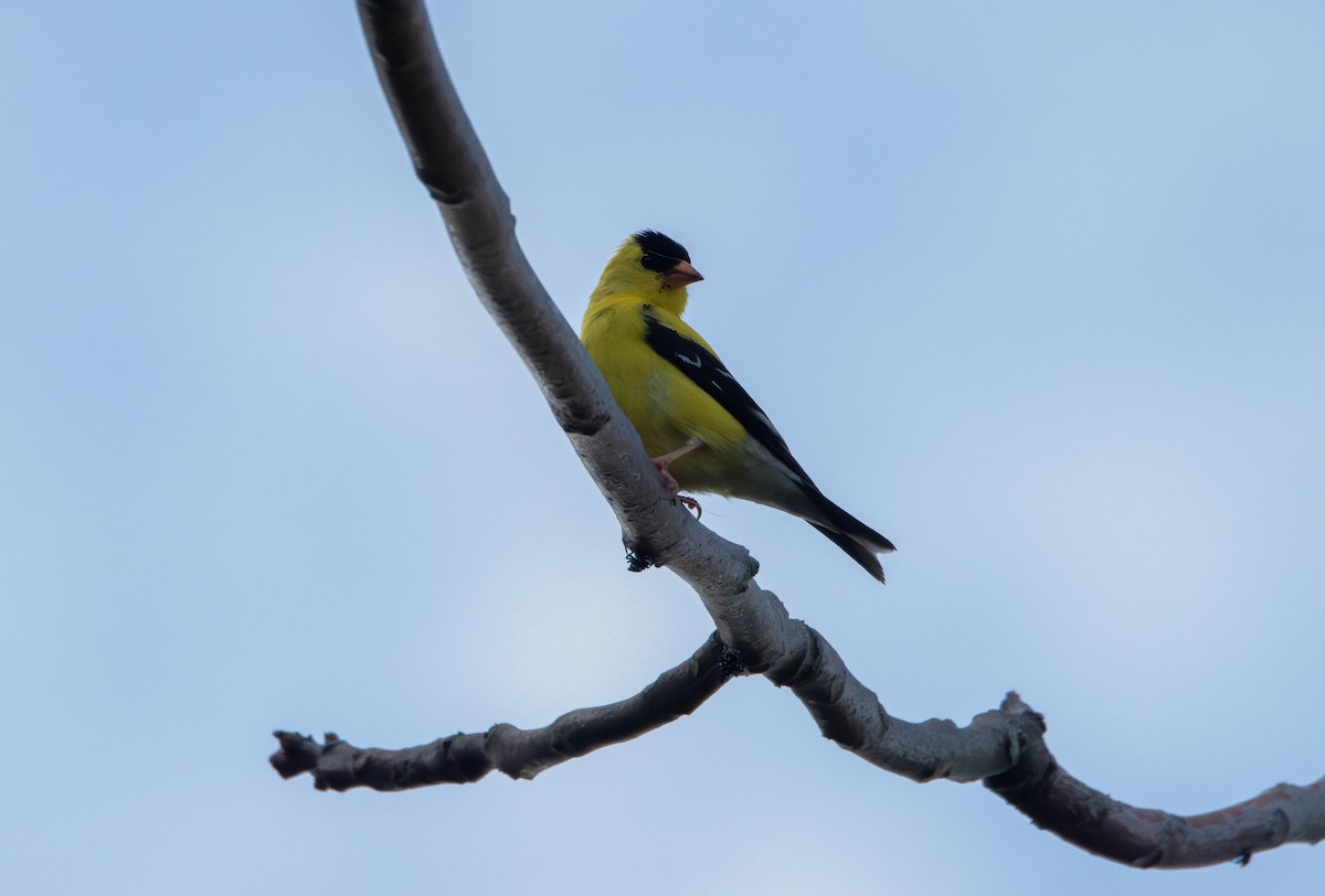 American Goldfinch - ML638386606