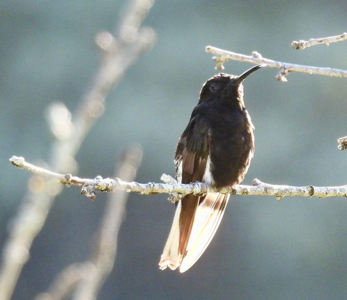 Black Jacobin - ML638386611