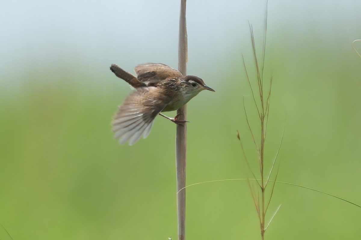 Marsh Wren - ML638386637