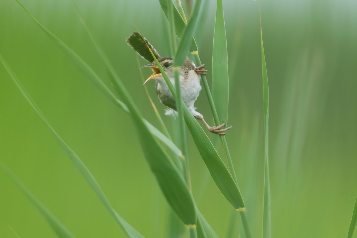 Marsh Wren - ML638386638