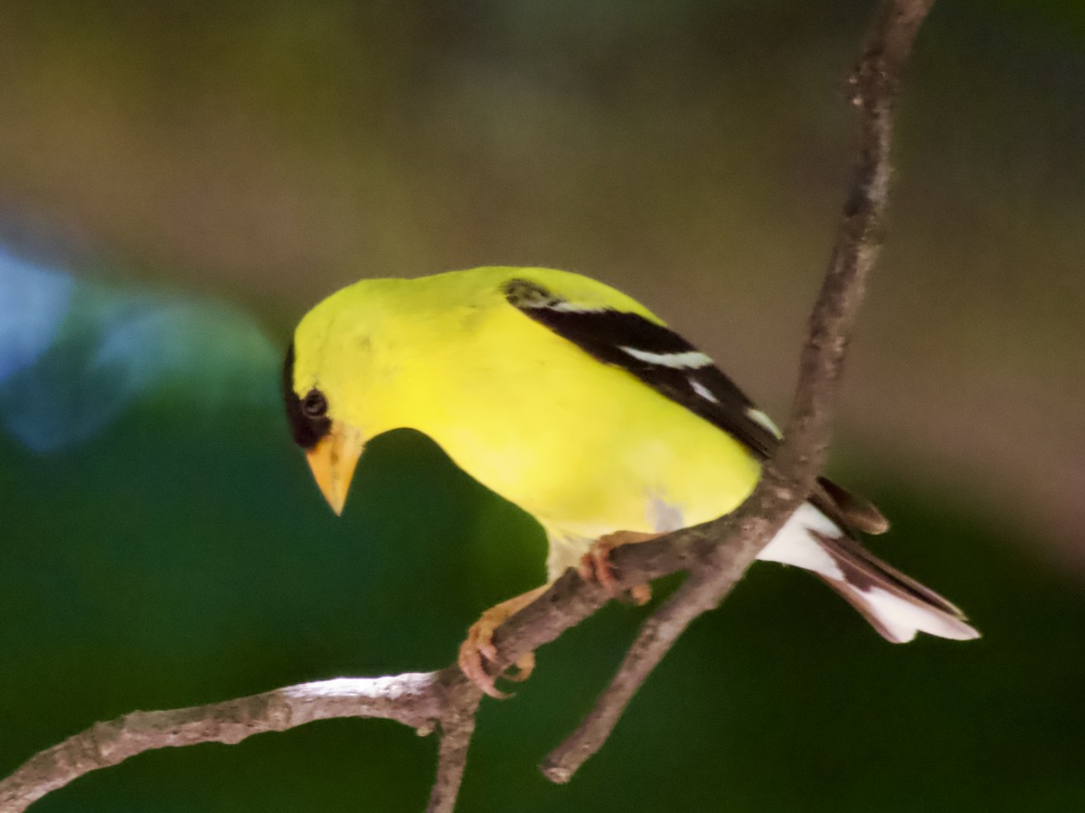 American Goldfinch - ML638386644