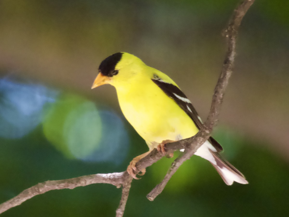 American Goldfinch - ML638386645