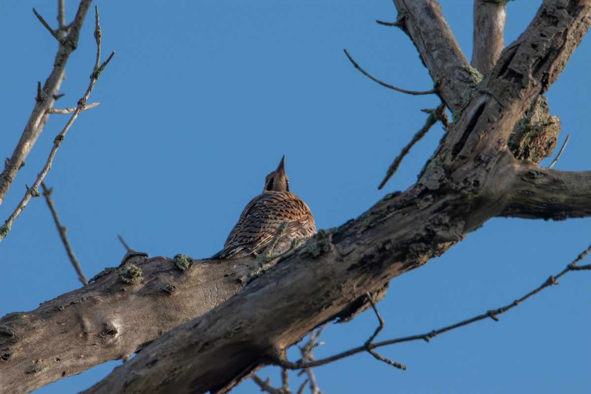 Northern Flicker - ML638386652