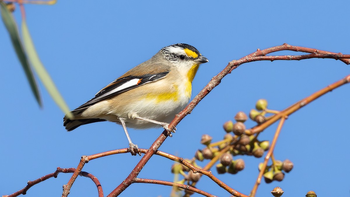 Striated Pardalote - ML638386667