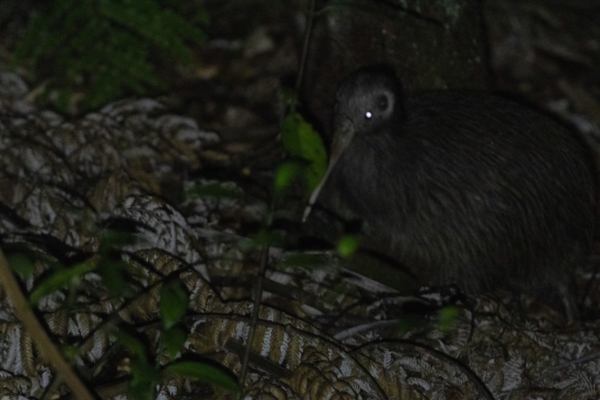 North Island Brown Kiwi - ML638386670