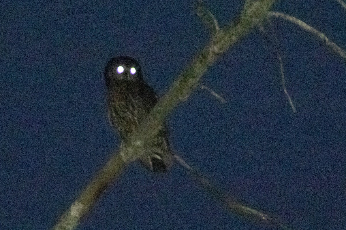 Morepork - ML638386671
