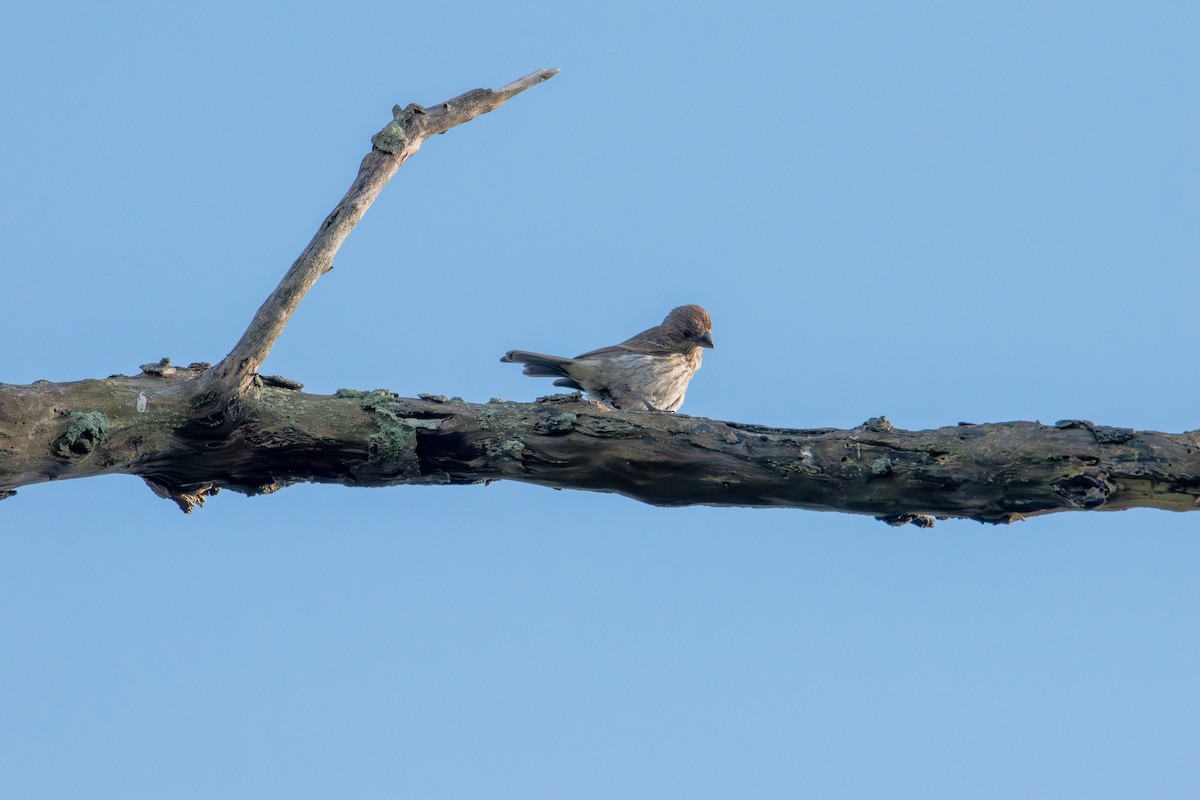 House Finch - ML638386680