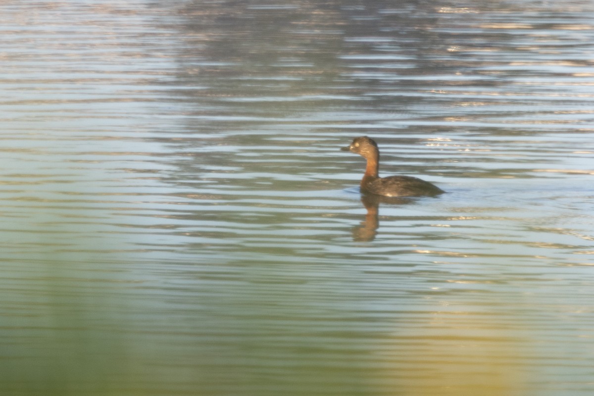 New Zealand Grebe - ML638386681