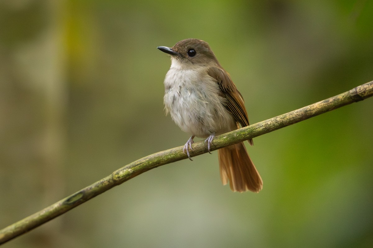 Gray-chested Jungle Flycatcher - ML638386689