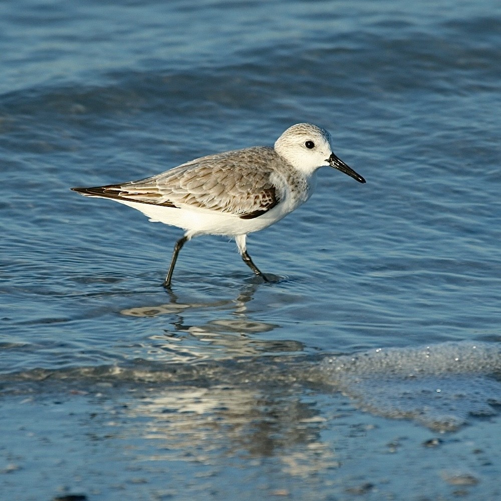 Ak Kumkuşu - ML638386724