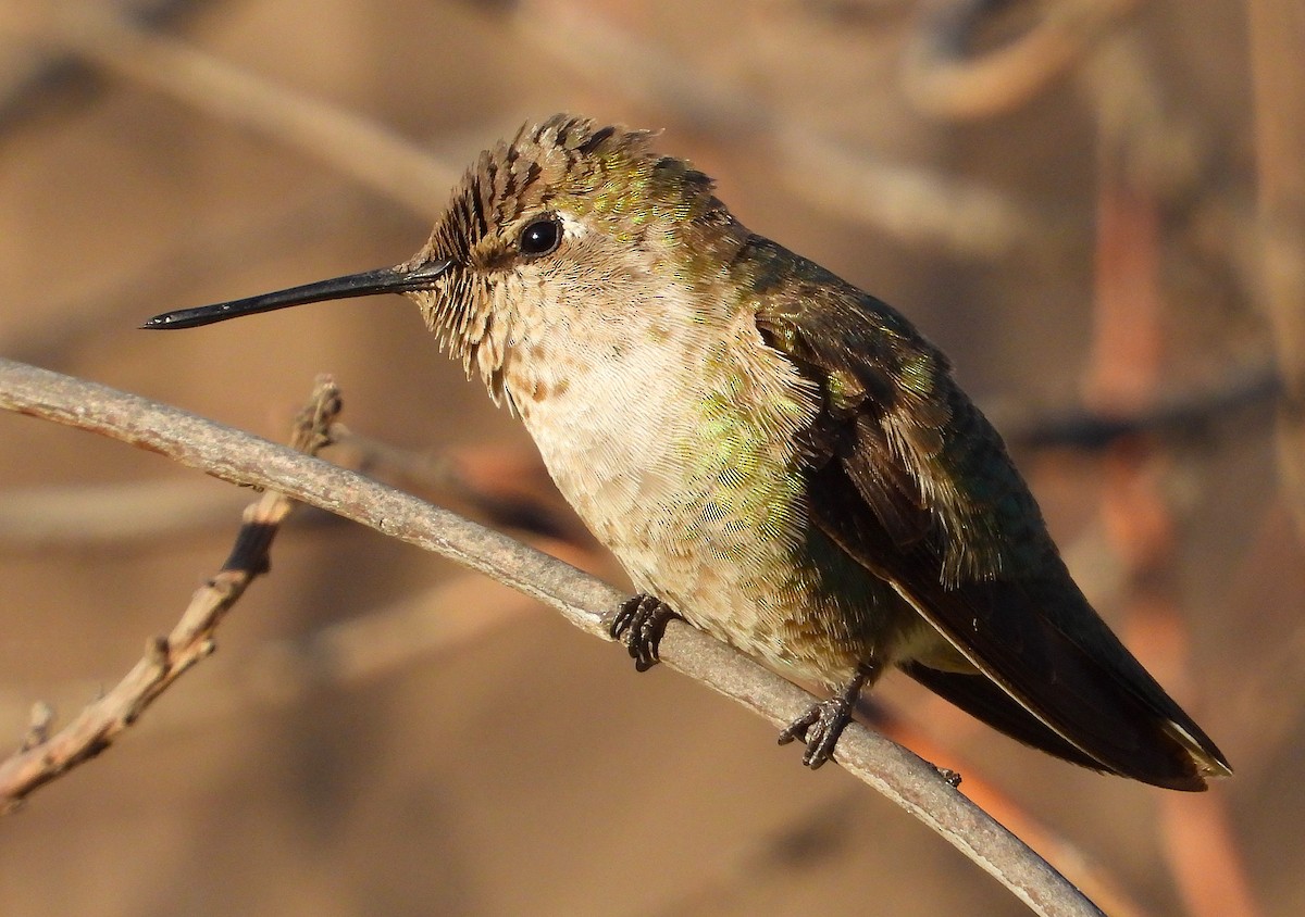 Anna's Hummingbird - ML638386734