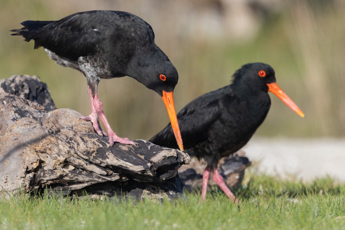 Variable Oystercatcher - ML638386735