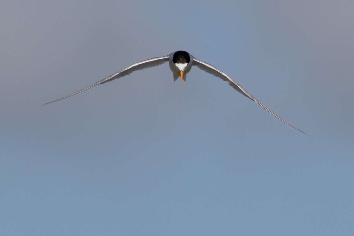 Australian Fairy Tern - ML638386737