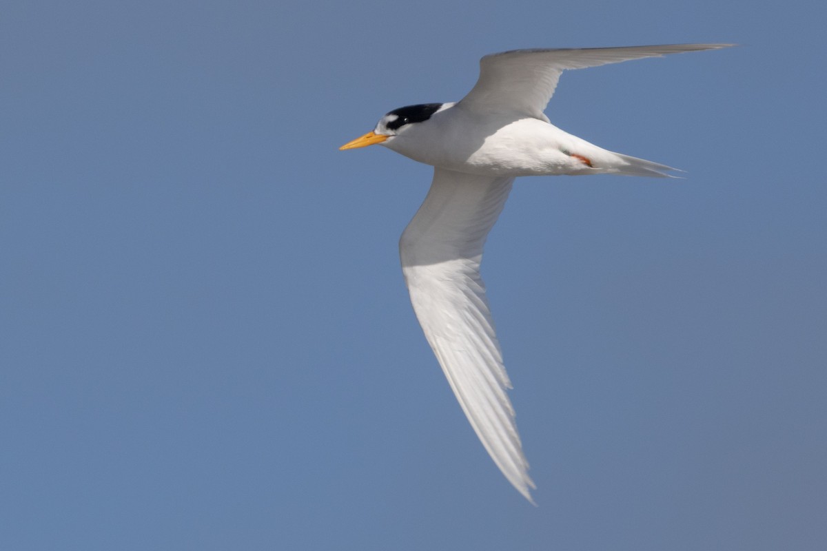 Australian Fairy Tern - ML638386738