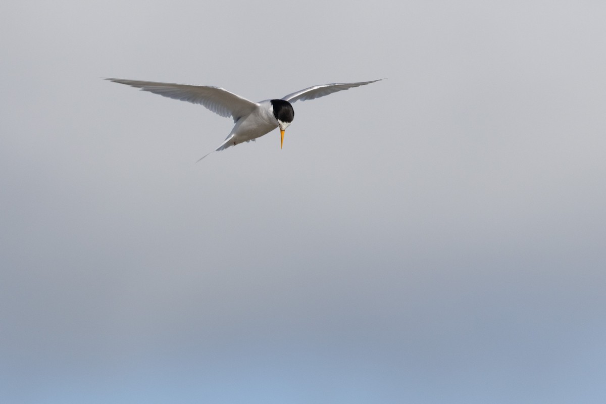 Australian Fairy Tern - ML638386739