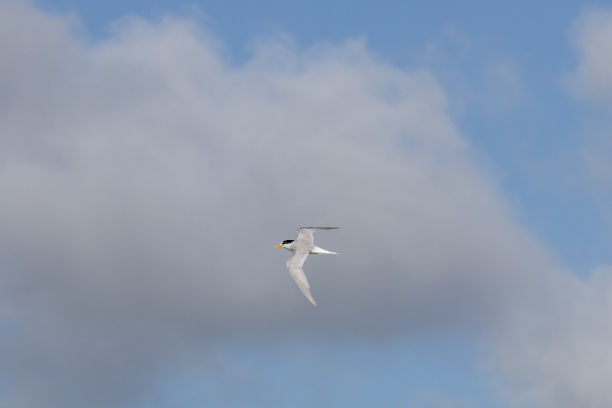 Australian Fairy Tern - ML638386740