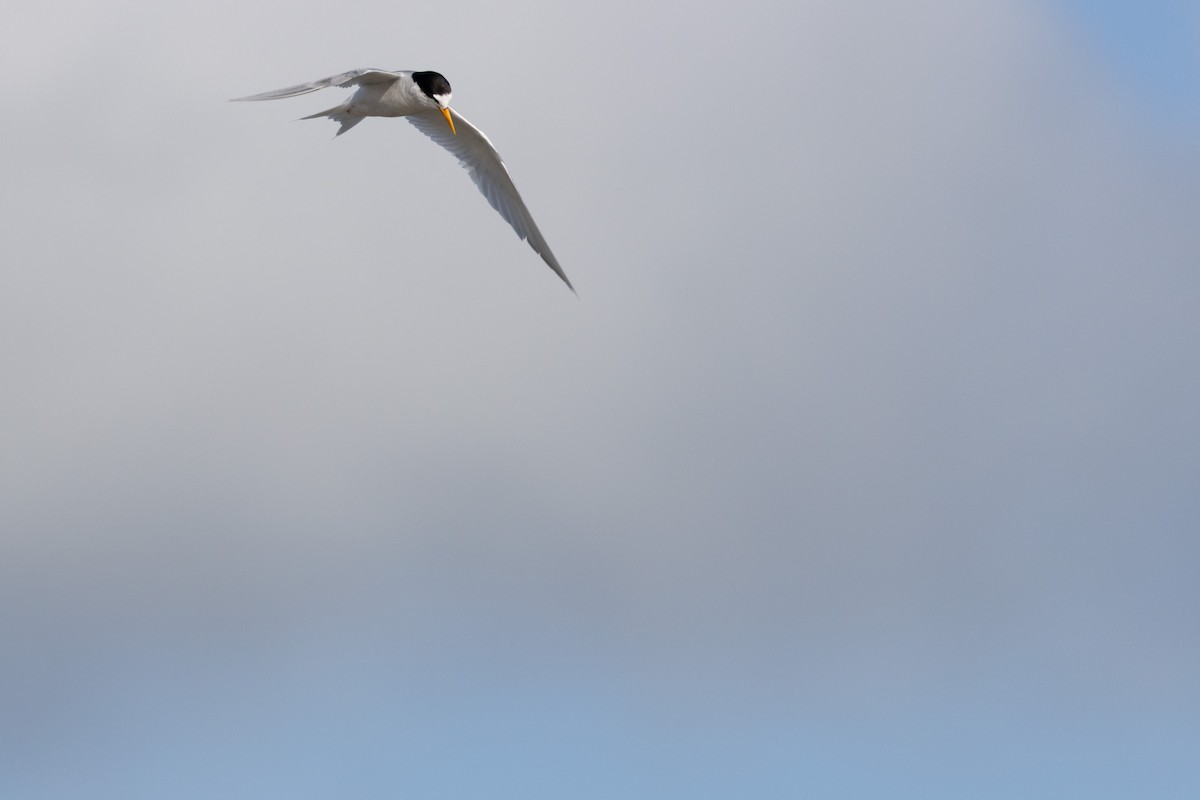 Australian Fairy Tern - ML638386741