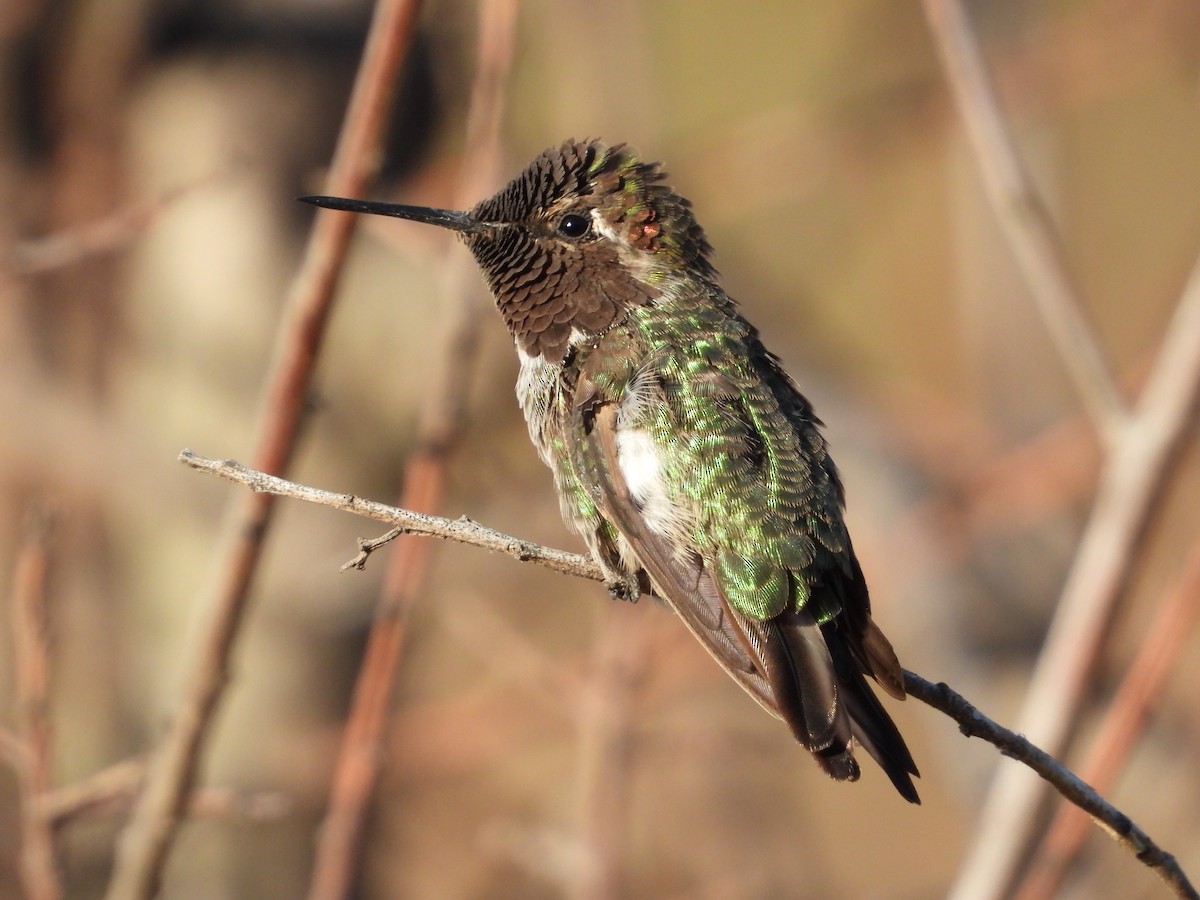 Anna's Hummingbird - ML638386743