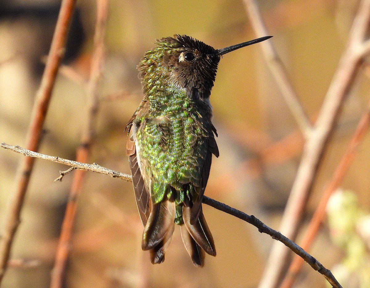 Anna's Hummingbird - ML638386750
