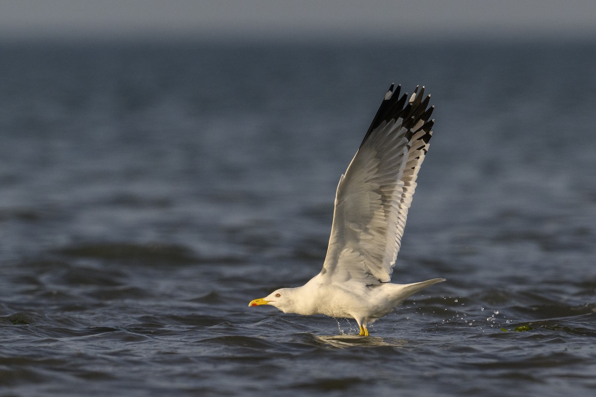 Lesser Black-backed Gull - ML638386754