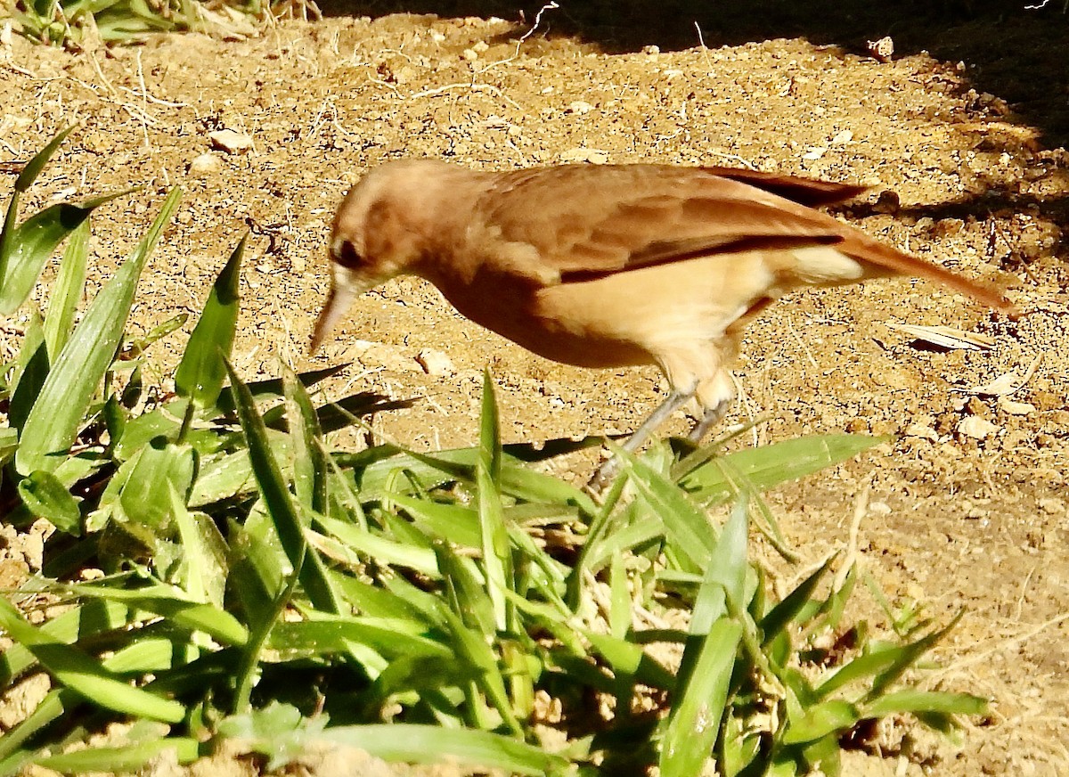 Rufous Hornero - ML638386755