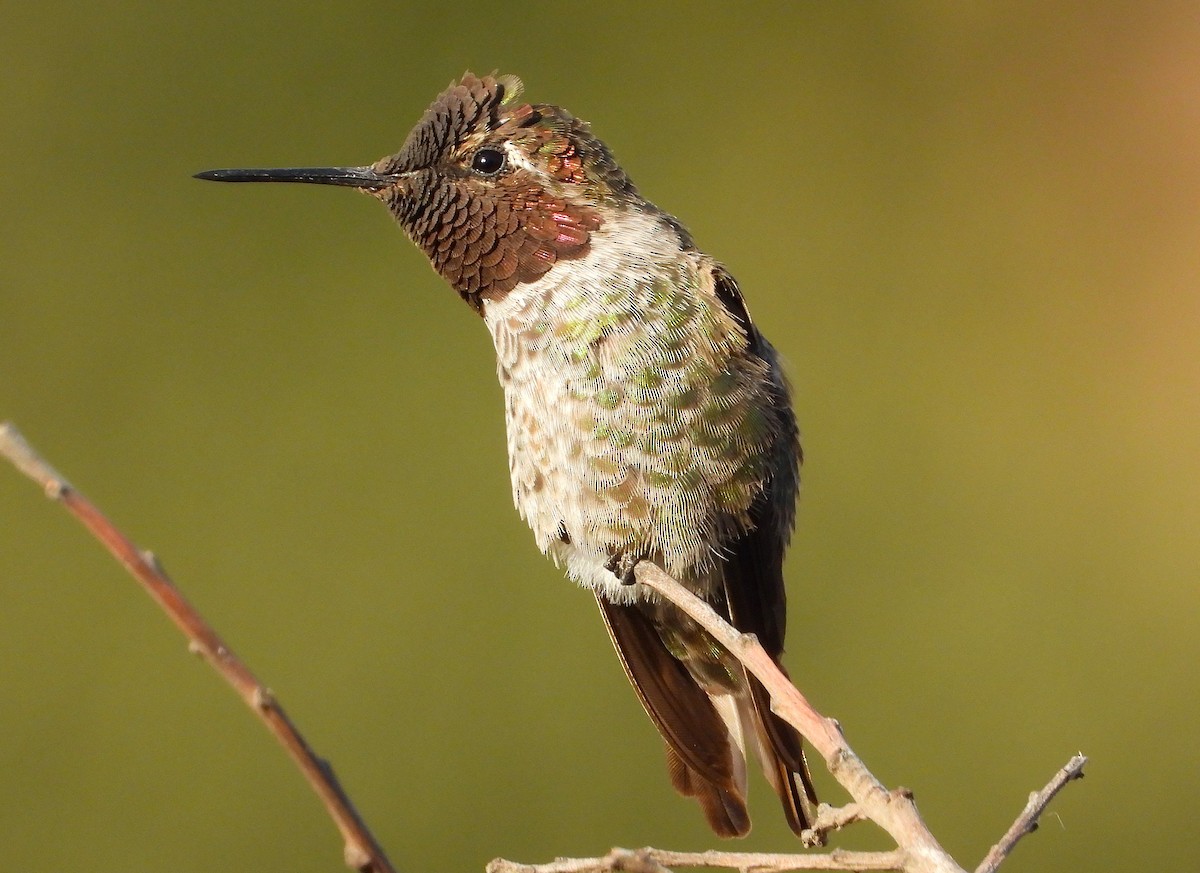 Anna's Hummingbird - ML638386757