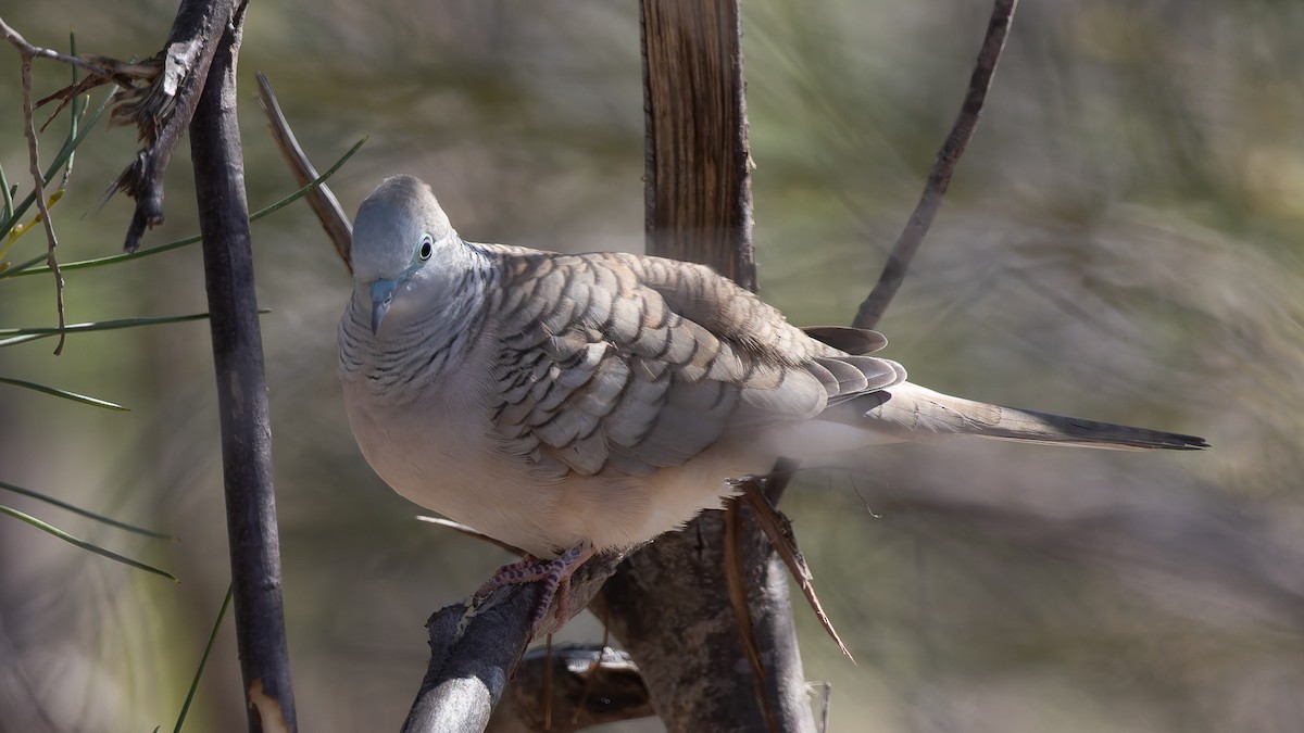 Peaceful Dove - ML638386759