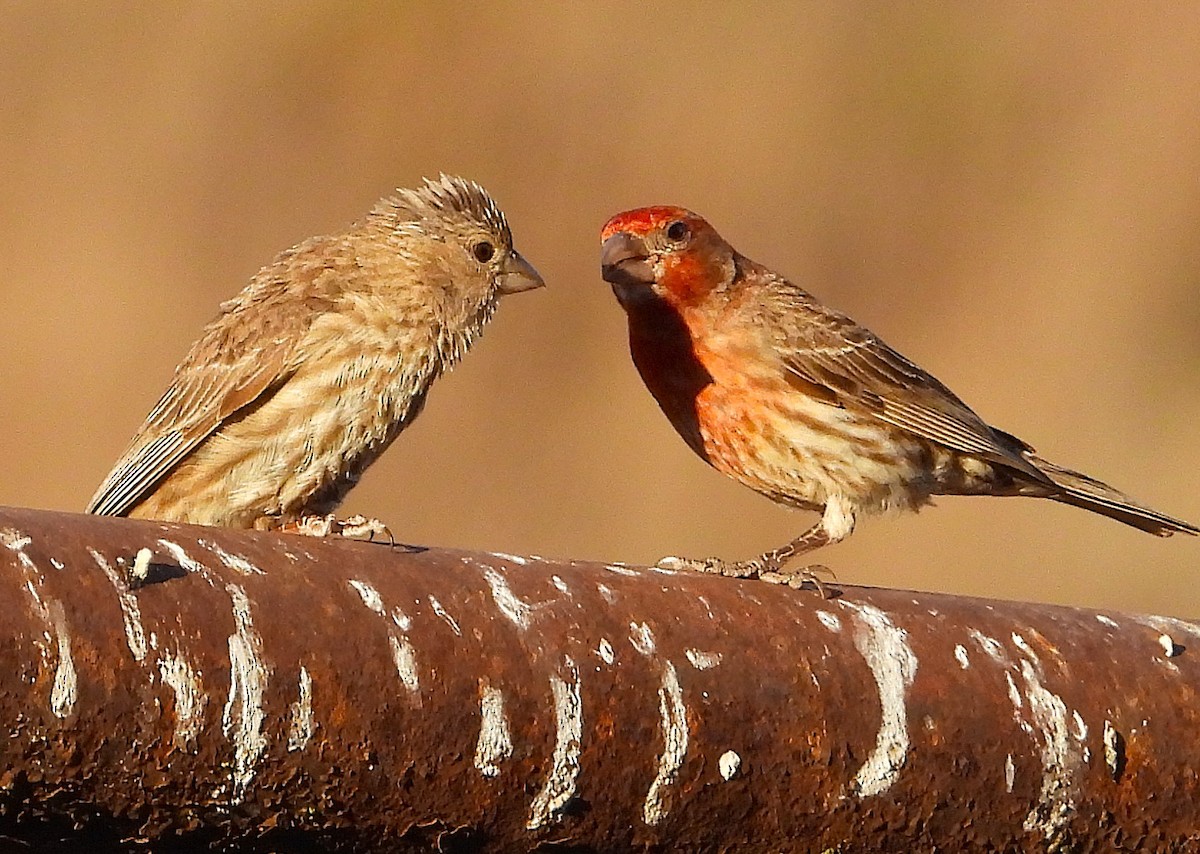 House Finch - ML638386761