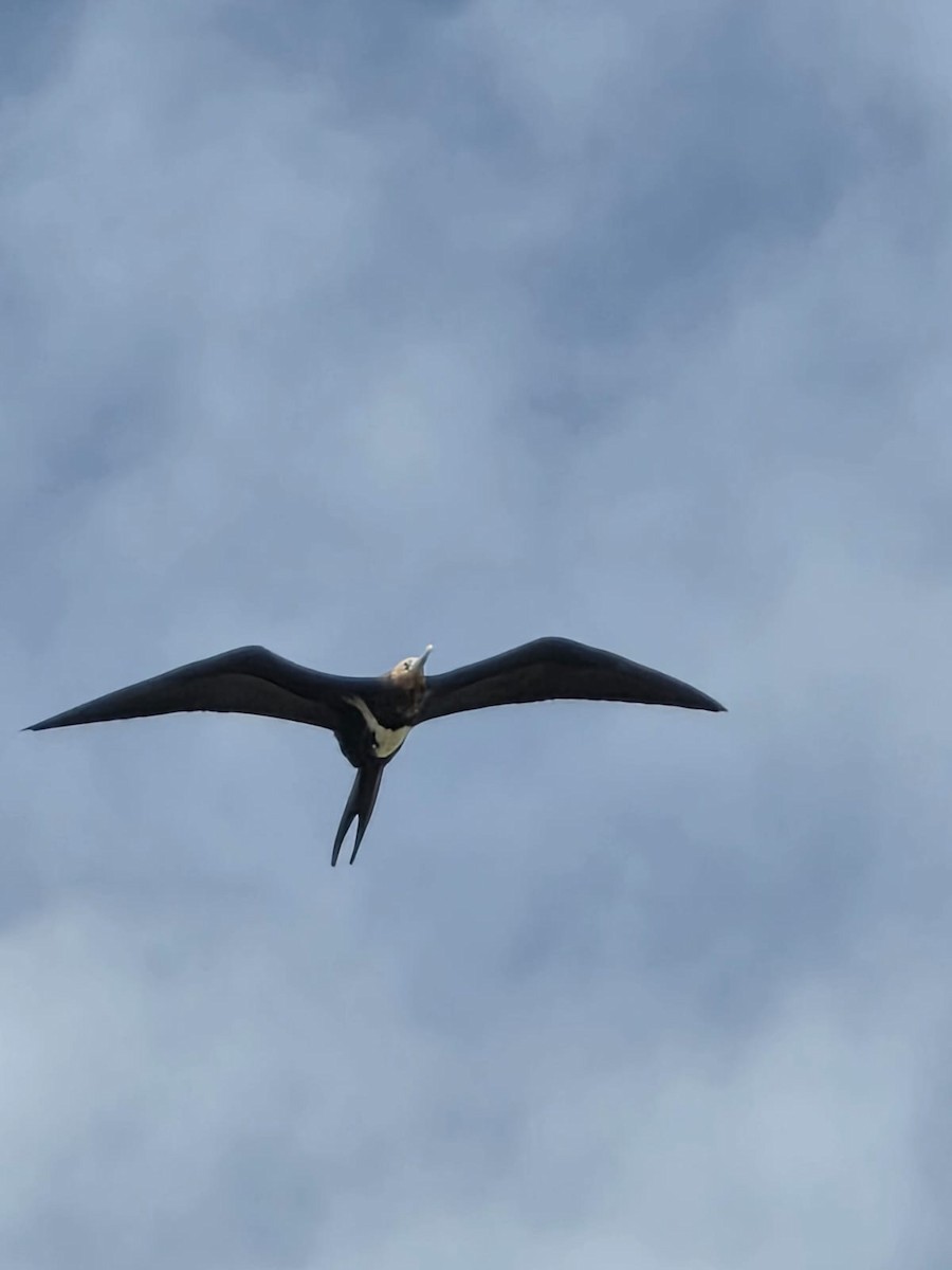 Christmas Island Frigatebird - ML638386763