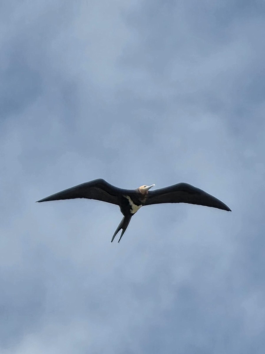 Christmas Island Frigatebird - ML638386764