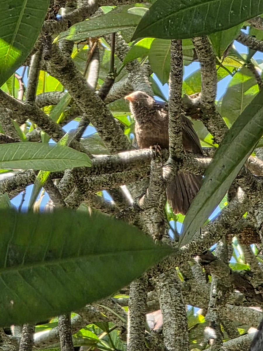 Yellow-billed Babbler - ML638386795