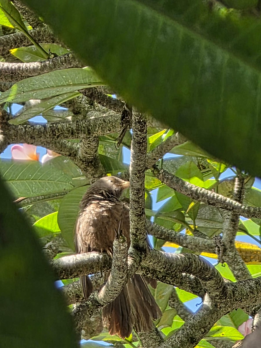 Yellow-billed Babbler - ML638386797