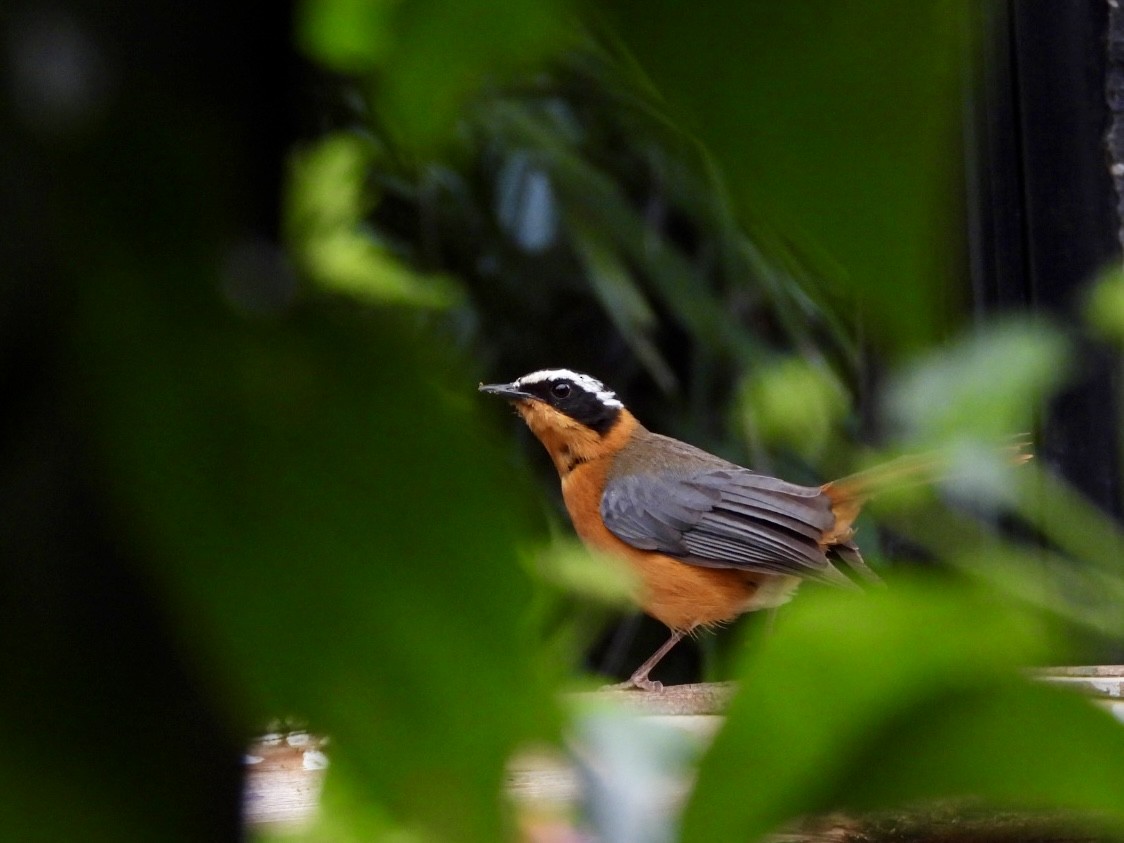 White-browed Robin-Chat - ML638386807